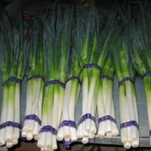 Fresh green onion